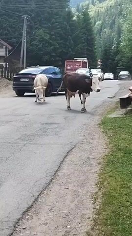 Two cows, one light brown and white, the other dark brown and white, walk down a paved road in a rural area. Cars are visible in the background on the road. Trees and hills form the backdrop. The scene appears to be during daylight.