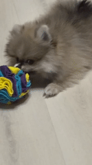 Woman and Pomeranian puppy share quiet evening indoors in Russia
