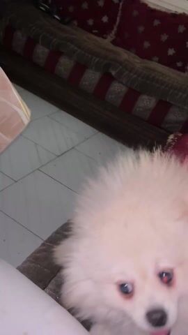 A person strokes a fluffy, cream-colored dog on a couch. The dog's head is turned away from the camera. In the background are pillows with red and white patterns. A dark-colored jacket or shirt is visible behind the person. The video is shaky and close-up.