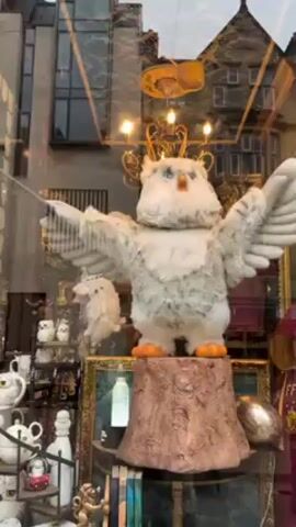 Here's a detailed description of the video:

The video shows a shop window display featuring a large, plush owl figure. The owl is predominantly white and gray with orange feet and is posed with its wings spread wide. It stands atop a brown, textured stump-like pedestal. A small, similar owl figure is positioned near the base of the larger one.

Behind and around the owl are various decorative items, including mugs, teapots, small owl figurines, books, and a decorative frame. At the top of the display, above the owl, is an ornate gold-colored candelabra with lit bulbs.

The shop window reflects the buildings across the street, suggesting an urban environment. The overall lighting in the display is warm, highlighting the items within.