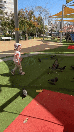 Toddler plays with pigeons on Petah Tikva playground