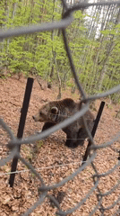 Brown bears observed at wildlife facility near Yakoruda, Bulgaria