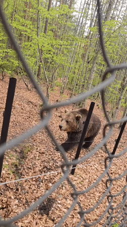 Brown bears observed at wildlife facility near Yakoruda, Bulgaria