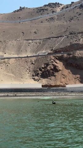 The video shows a pelican swimming in the ocean near a shoreline. The water is green and slightly choppy. Behind the shoreline is a large, tan-colored hill with a road running along its base and a fence near the top. The sky is clear and blue.