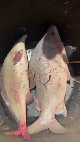 The video shows two freshly caught fish lying side-by-side in a black container. The fish are light in color, possibly white or pale pink, with some reddish areas. They have bits of debris, like small twigs, scattered on their bodies. The fish on the left has a distinct, curved shape with a prominent dorsal fin, while the fish on the right has a more typical fish shape with visible scales. The interior of the container is slightly visible, revealing a few stray pieces of hay or straw. No people are visible, though voices can be heard in the background.