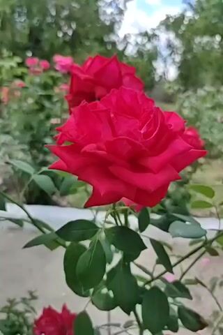 This is a close-up video of a vibrant red rose in bloom. The rose is the primary subject, with its rich red petals unfurling and showcasing their velvety texture. A second, slightly blurred red rose is visible behind and above the main bloom, adding depth to the composition. Green leaves surround the rose, with some appearing in sharp focus and others softly blurred in the background.

The setting appears to be an outdoor garden. In the background, more roses, some in shades of pink, are visible, as are trees with dappled sunlight filtering through their leaves, suggesting a bright, possibly sunny day. The overall atmosphere is one of natural beauty and tranquility. The lighting suggests it is daytime, likely morning or afternoon due to the bright, natural light. No people are visible in the frame.

There is no visible text within the video frame. The focus is entirely on the natural beauty of the roses.