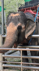 Tourists visit elephant sanctuaries and waterfalls in Ko Samui
