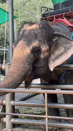 Tourists visit elephant sanctuaries and waterfalls in Ko Samui