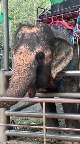 Tourists visit elephant sanctuaries and waterfalls in Ko Samui
