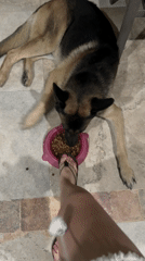 Dogs feeding time captured across Acapulco homes