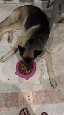 A German Shepherd lies on a tiled floor eating from a pink dog bowl. The floor is a mix of tan and gray square tiles, with a section of smaller, reddish-brown square tiles visible at the bottom of the frame. The dog is positioned with its head near the bowl, front paws extended, and hind legs spread out behind it. A pair of legs wearing flip-flops are visible in the foreground, moving slightly. A white object is stuck to the person's skin.  A corner of a chair leg is visible in the upper right of the frame.