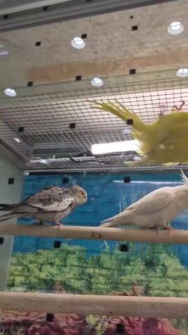 A bird cage is filled with several birds of various colors. The cage appears to be in a pet store or an aviary. In the foreground, a white cockatiel is perched on a wooden dowel, facing right. To its left, a gray and white cockatiel is also perched on a dowel. In the background, a bright yellow bird is hanging upside down from the top of the cage, and a red, yellow, and green patterned bird is perched on a dowel. Another yellow bird with red markings is perched to the right of the patterned bird. The cage has a netting ceiling with lights above it, and the back of the cage is decorated with a mural of a forest scene.