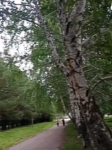 The video shows a shaky, fast-moving point-of-view shot of a park or wooded area. The camera is moving rapidly through trees and grass. In the first few seconds, a birch tree with white bark is prominent on the left. Further on, there are glimpses of a path and people walking in the distance. The video continues to move quickly through dense foliage and trees, with glimpses of a fence and a lamppost. The overall impression is of a brisk walk or run through a natural, somewhat wild setting. The lighting suggests it is daytime, possibly overcast or shaded by the trees.