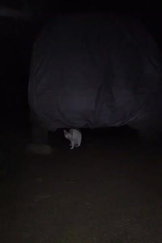 A white cat emerges from beneath a dark tarp in a dark environment. The cat looks towards the camera with its eyes reflecting light.