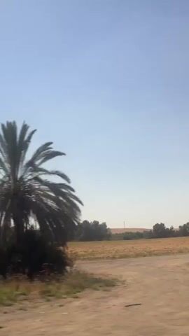 This video captures a scenic view of a rural landscape in Lachish Regional Council, Israel. The camera appears to be mounted on a moving vehicle, likely a car or bus, as evidenced by the blurred motion of the foreground trees and fields. The scene unfolds under a clear, bright blue sky, suggesting a sunny day with fair weather.

The dominant subjects are the natural elements of the setting. Lush green trees, some appearing to be palm trees, frame the view, with their silhouettes stark against the sky in the initial frames. Beyond the trees, expansive fields of crops, some appearing golden and harvested, others a vibrant green, stretch across the horizon. In the distance, a line of trees marks the edge of the cultivated land, and hints of structures or utility poles can be spotted. The terrain appears relatively flat, with a dirt road or path visible in the foreground.

The activity taking place is essentially travel through this landscape. The camera pans and moves, offering glimpses of the changing scenery. The overall mood conveyed is one of peacefulness and natural beauty, with the motion adding a dynamic element to the serene environment. The time of day is clearly daytime due to the bright sunlight and blue sky, but the specific hour is not discernible. No people or distinct objects are in focus, emphasizing the natural and expansive character of the location. There is no visible text in the media file.