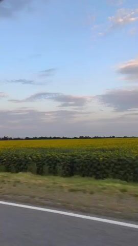 The video shows a vast field of yellow sunflowers stretching towards the horizon under a pale blue sky with scattered wispy clouds. A blurred green roadside and a portion of asphalt road are visible in the foreground, indicating the perspective is from a moving vehicle. The sun appears to be low, casting a soft light over the landscape.