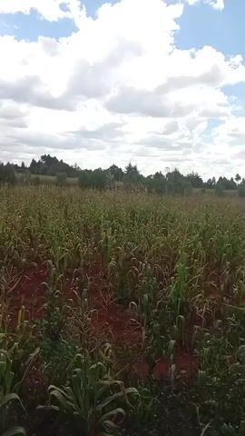 The video shows a field of crops, likely maize or corn, with rows of plants stretching into the distance. The soil appears reddish-brown, suggesting it may be fertile. The sky is partly cloudy, with white clouds scattered across a pale blue background. Trees and vegetation can be seen in the background, forming a natural border to the field. The overall impression is of a rural, agricultural setting. The camera is stationary and the video is of low resolution.