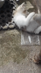 Morning street scenes and stray kittens in Blega, Indonesia