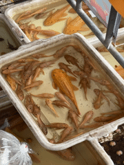 Bangkok market morning: reptiles, fish, sunglasses, and a park stroll