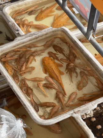 Bangkok market morning: reptiles, fish, sunglasses, and a park stroll