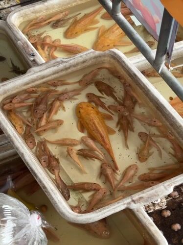 Bangkok market morning: reptiles, fish, sunglasses, and a park stroll