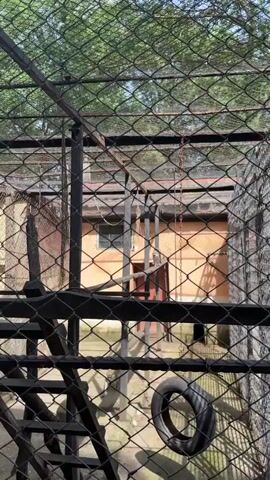 The video captures a daytime scene within an outdoor animal enclosure, viewed through a chain-link fence. The setting is identified as the Pavlikeni Zoo in Bulgaria, evidenced by a green sign on the left side of the fence displaying "ЗООКЪТ ПАВЛИКЕНИ" (Pavlikeni Zoo) in Cyrillic, along with other statistics such as "2-5", "6-10", "1-1.2", and "0.4-0.5".

Inside the enclosure, two monkeys are active, moving around a multi-level structure constructed from wooden platforms, ramps, and steps. One monkey, lighter in color, is seen walking across these elevated surfaces. A second, slightly larger and darker monkey, is also visible navigating the lower parts of the wooden structure or the ground. Both monkeys appear calm and engaged in exploring their habitat.

The enclosure itself is made with a sturdy metal framework and chain-link fencing. A black tire hangs as a form of enrichment for the animals. In the background, beyond the enclosure, several older buildings with walls in shades of orange and beige are visible, likely part of the zoo's facilities. Above the enclosure, green foliage and trees suggest an open, natural environment. The lighting is bright, indicating clear weather during the day. The video begins with the distinct sound of an engine starting.