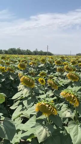 A vertical video shows a field of sunflowers stretching into the distance under a bright, partly cloudy blue sky. Tall power lines with multiple wires are visible against the sky, stretching across the frame. The sunflowers, with their large green leaves and drooping yellow heads, dominate the foreground and middle ground. A dirt path or road curves along the right side of the frame, bordering the sunflower field. The overall impression is a vast agricultural landscape on a sunny day.