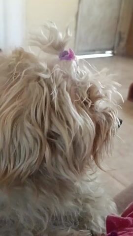A close-up shot shows a furry, white dog with a pink flower clip in its hair, sitting indoors. The dog turns its head, pants, and looks toward something. The background appears to be a room with light-colored walls and a partially visible door. Part of a person's leg and a pink blanket or garment can be seen in the lower portion of the frame.