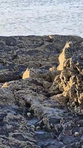 The video pans over a rocky shoreline. The rocks are dark and textured, covered in barnacles and other marine growth. The water is visible in the background, appearing calm and light-colored. The sun is casting a warm glow on the rocks, highlighting their rugged surfaces. The camera moves slowly, allowing a detailed view of the various textures and formations of the rocks and the sea life attached to them. There are no people or animals clearly visible in the frame.