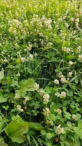 The video pans across a field of white clover and green grass. The clover flowers are small and round, with a creamy white color. The grass is tall and lush, with some blades reaching above the clover. There are also a few large, broad leaves of plantain interspersed throughout the vegetation. The overall impression is one of a natural, undisturbed landscape. The lighting suggests it is daytime, possibly late morning or early afternoon, with soft, diffused sunlight. No people or animals are visible. The camera movement is slow and steady, giving a sense of calm and immersion in the environment.