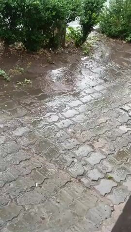 A wide shot shows a wet, paved walkway made of interlocking bricks. Water is flowing across the bricks, indicating recent rain. Lush green bushes line the left side of the walkway, and a tree trunk is visible. Beyond the bushes, cars are driving on a wet street in the distance. The overall atmosphere is that of a rainy day in an urban or suburban environment.