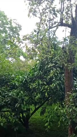 The video shows a view of trees and foliage against a bright, overcast sky. The camera pans slightly. The leaves of the trees are lush and green. The scene appears to be outdoors, likely in a park or garden. There are no people or animals visible in the video.