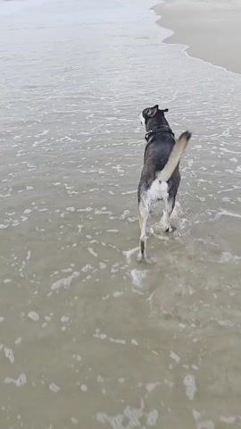 A dog with black and white fur walks on a beach. The dog is wearing a harness. The dog is facing away from the camera and walking towards the right of the frame. The dog's tail is curved upwards. The dog's hind legs are submerged in shallow water. The water is creating ripples around the dog's legs. The beach sand is wet and light in color. The background is blurred, but appears to be a sandy beach. The overall lighting is overcast.