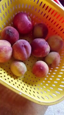 This media file shows a close-up, overhead view of a bright yellow plastic basket filled with several ripe peaches and apples. The fruits are a mix of deep red and pinkish-yellow, with some showing the characteristic fuzz of peaches. They are arranged in a somewhat scattered fashion within the basket, some overlapping. The basket itself is perforated with numerous circular holes, allowing a glimpse of what appears to be a wooden surface beneath it, suggesting it might be placed on a table or counter. The lighting is bright, indicating it's likely daytime, and there are no external environmental cues like weather or specific time of day beyond that. The focus is entirely on the fruit and the basket, creating a simple, still-life composition. No people are visible, nor is there any discernible text within the frame. The overall impression is one of freshness and abundance, with the vibrant colors of the fruit standing out against the yellow of the basket.