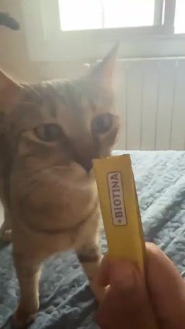 A tabby cat stands on a blue blanket, reaching out to lick a yellow packet with the word BIOTINA in red letters. The cat's head is tilted as it licks the packet, and its eyes are partially closed. A person's hand is holding the packet. The background shows a window with vertical blinds and a radiator.