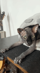 Sphynx cat chills in a clam-shaped bed in Đà Nẵng
