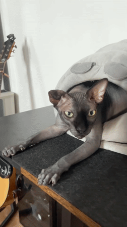 Sphynx cat chills in a clam-shaped bed in Đà Nẵng