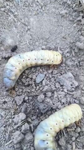 The video shows two large white grubs on the soil. The grubs are C-shaped and have segmented bodies with small dark spots. One grub is larger than the other and is positioned slightly above it in the frame. The soil is dry and appears to be mixed with small stones and organic matter. There is a small black ant visible on the soil in the upper left corner of the frame. The lighting suggests it is daytime.