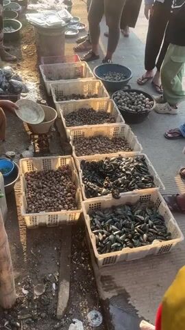 This is a ground-level, handheld video taken at an outdoor market. The focus is on a row of white plastic crates filled with shellfish. The crates are arranged in a line on the ground, some on dirt and others on pavement. In the foreground, a scale is visible with a white bowl on it. Several people are present, some standing behind the crates and others in front, appearing to be customers and vendors. One person is seen reaching into a crate of mussels, which are dark green in color. The mussels are in the two bottom crates, and the crates above them are filled with smaller, brown shellfish. The background shows more market stalls and people, suggesting a busy environment. The lighting indicates it is daytime, possibly late afternoon due to the warm tones of the sunlight.