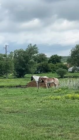 The video shows a green pasture with several horses grazing.  The sky is cloudy, but some blue sky is visible. At the beginning of the video, there are two horses standing near a pile of dirt. One horse is white with a black head, and the other horse is brown.  Then the camera pans to the right and shows a black horse grazing in the field. Finally, the camera pans to the right again and shows a brown horse standing in the field. There are trees, power lines, and some houses visible in the background.
