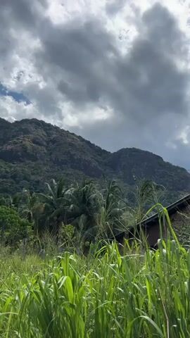 The video shows a tropical landscape with a mountain in the background. The foreground is filled with tall green grass and banana trees. The sky is cloudy with patches of blue sky visible. The mountain is covered in lush green vegetation. The video appears to be shot in daylight.