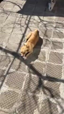 A video shows two dogs in an outdoor setting with grey tiled flooring. A medium-sized, light-brown dog lies down in the sun, panting with its tongue hanging out. In the background, a smaller, white and brown dog stands alert, facing the camera. Shadows from surrounding objects are visible on the tiles, suggesting a sunny day. The camera briefly moves to the left before returning to its original position.