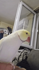Pet parrot interactions recorded in Burgas apartment