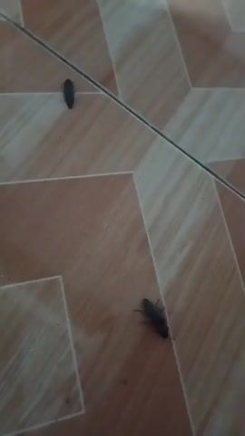 Two dark-colored insects are on a tiled floor. The tiles are a pale orange and brown color, arranged in a diamond pattern. One insect is in the upper left corner of the frame, and the other is in the lower right corner. The insects appear to be approximately 1-2 inches in length. The lighting suggests an indoor environment.