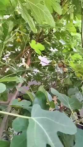 A close-up video of a fig tree shows several green and yellow figs among its large, green leaves. The camera is positioned looking up into the branches of the tree, capturing the dense foliage and the fruit. The lighting suggests it is daytime, with sunlight filtering through the leaves. The background is blurred but appears to be an outdoor setting, possibly a garden or yard, with hints of a wall or structure visible behind the foliage.