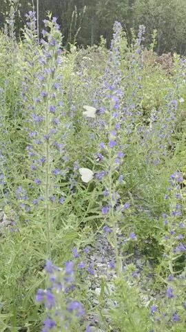 A handheld video displays a cluster of tall, slender plants with numerous small, purple flowers. Two white butterflies are visible among the flowers. The plants are growing in a dry, gravelly area with some green foliage and trees in the background. The camera pans slightly to the left.