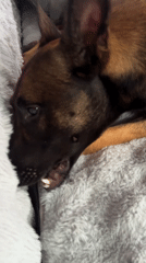 Dog rests and enjoys treats on blanket in Thailand