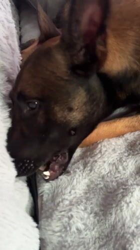 Dog rests and enjoys treats on blanket in Thailand