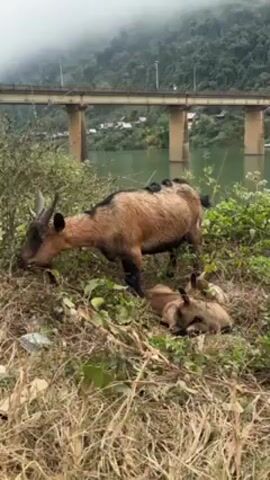 The video shows a brown goat grazing by some greenery, with two young goats lying down nearby. In the background, there is a body of water and a bridge supported by pillars. The weather appears foggy or misty, obscuring the mountain landscape in the distance. The ground is covered with dried grass and shrubbery. There is also some trash visible on the ground. The camera angle is at ground level, looking slightly upwards towards the goat.