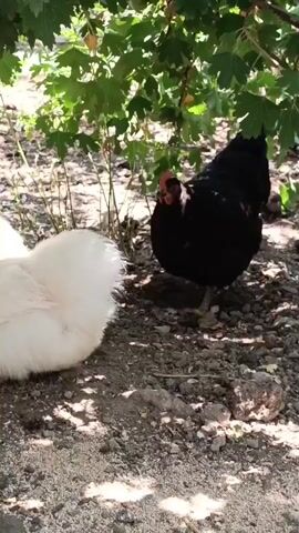 A white Silkie chicken turns to face the camera, revealing its fluffy plumage and distinct crest of feathers. Beside it, a black chicken stands partially obscured by foliage. The ground beneath them is composed of dirt and small stones, with scattered leaves and twigs. Sunlight filters through the leaves of a tree above, casting dappled shadows on the ground. The scene appears to be outdoors, likely in a garden or yard.